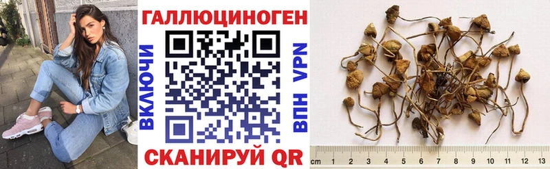 Псилоцибиновые грибы Psilocybine cubensis  Саки 